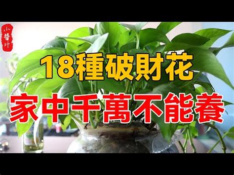 萬年青放門口|大門口適合放什麼植物？風水師推薦發財樹、富貴竹、。